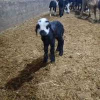 بره  ۳۰ روز فی ۵ تومن