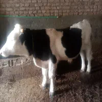 گاو نر