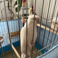 ۳ عدد عروس هلندی نر