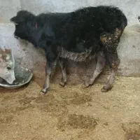 گوساله شیری ماده  هلشتاین اصل|حیوانات مزرعه|بروجرد, |دیوار