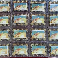 تخم بلدرچین