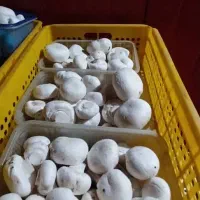 فروش قارچ از تولیدبه مصرف بی واسطه