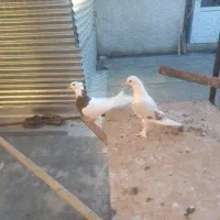 کبوتر طوقی و بلژیکی جوان