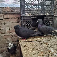 کفتر زردی.  زاغ آبادانی سفید