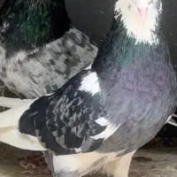 چند جفت نر و ماده های اسـتثـنایی