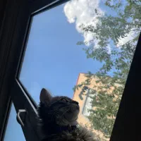 گربه گمشده مژدگانی ۲میلیون تومان|حیوانات|تبریز, |دیوار