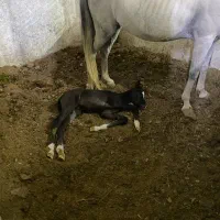 باشگاه سوارکاری