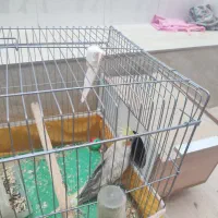 جفت عروس هلندی مولد