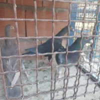 پرنده کبوتر