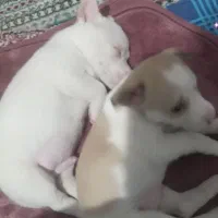 واگذاری توله پاکوتاه نژاد دارمعاوضه باپرنده|سگ|مشهد, کشف|دیوار