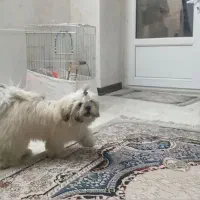 توله ۶ماه سوپر فلت شناسنامه دار بازی گوش|سگ|کهریزک, |دیوار