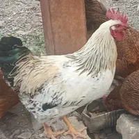 خروس جوان و سالم