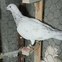 کفتر بوم حراج