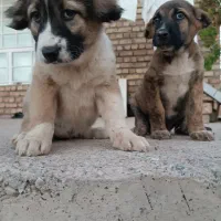 سگ افغان نگهبان