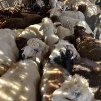 بره نر چاق. چپش نرچاق ومیش