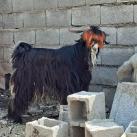 تیشتر بهده