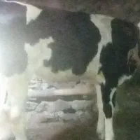 گوساله ماده دامازلیخ سیمینتال دوازده ماهه