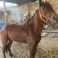 اسب مادیون|اسب و تجهیزات اسبسواری|اهواز, سید خلف|دیوار