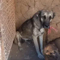 سرابی خالص|سگ|سراب, |دیوار