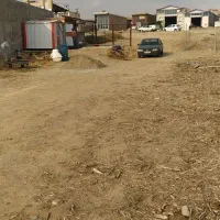 خرید فروش درخت نقدی|عمده‌فروشی|اهر, |دیوار