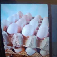 تخم مرغ محلی نطفه دار