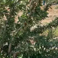بادامستان