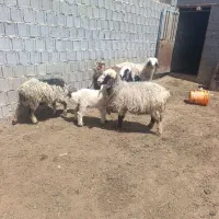 گوسفند داشتی