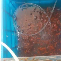 ماهی قرمز بادامی. گلدفیش..کوی