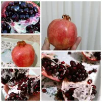 انار|گل و گیاه طبیعی|فورگ, |دیوار