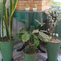 سه تا گل به همراه گلدان فلزی