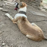 سگ آلابای اصیل|سگ|گنبد کاووس, |دیوار