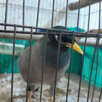 مرغ مینا ۹ماه نر