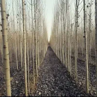 نهال صنوبر موجوده