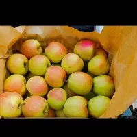 تعدادی کارگر خانوم در سلماس