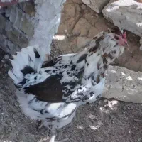 مرغ گلین تخم گذارخیلیم چاق بفروش میرسد