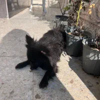 پامرین عروسکی|سگ|تنکابن, |دیوار