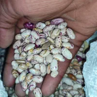 لوبیا چیتی لوبیا خوراک