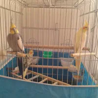 پرنده|پرنده|الوند, |دیوار