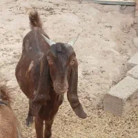 بز هلی دو رنگ پاکستانی با تیشتر گوش دراز پلنگیش