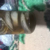 مار دکور تزیینی