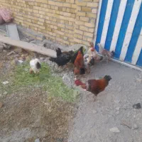5 خروس