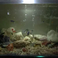 آکواریوم|ماهی|نیاسر, |دیوار