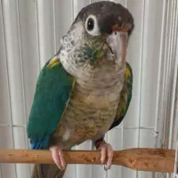 گرینچیک تراکوییس نر بالغ