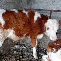 فروش گوساله پرواری|حیوانات مزرعه|طبس, |دیوار