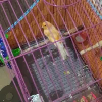 قناری فروشی نر وماده