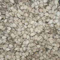 تخمه هندوانه بذری