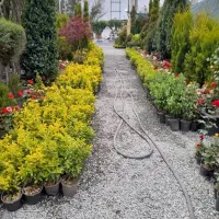 خدمات باغبانی