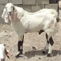 چند عدد بز پاکستانی|حیوانات مزرعه|شیروان (خراسان), |دیوار