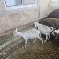 بز سانن اصیل