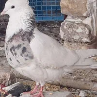 طوقی|پرنده|معمولان, |دیوار